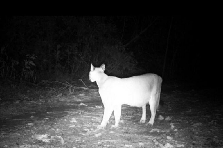 A mata tem 251,77 hectares, a maior da região de Campinas, e é abrigo das onças-pardas, predadores que estão no topo da cadeia alimentar.