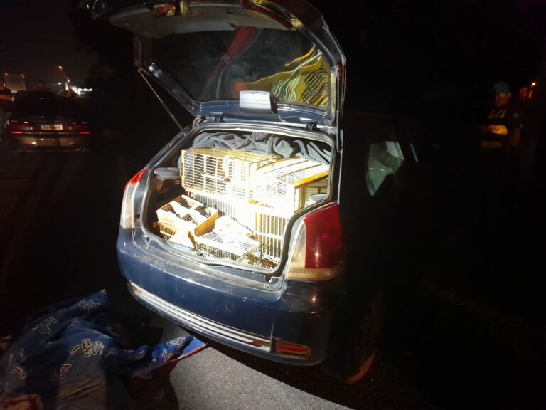 No porta-malas, debaixo de diversas peças de roupa, foram encontradas várias gaiolas contendo cerca de 30 pássaros de diferentes espécies.