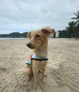 Cadela em alto mar é resgatada pela equipe da GBMar em praia de São Vicente; VÍDEO