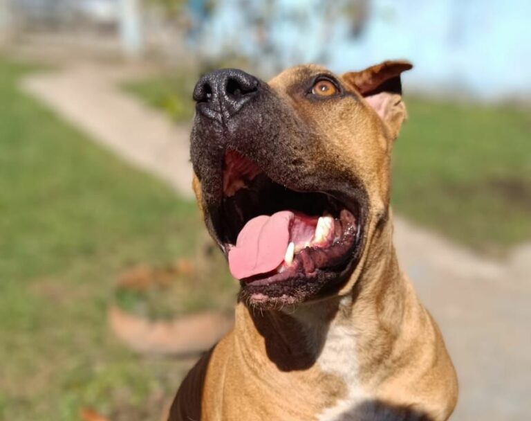 Mais de 140 pets estão em busca de um novo lar no CCZ de Bertioga