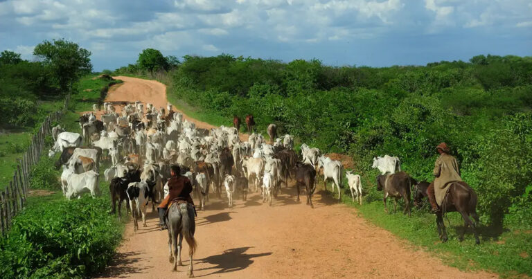 Como meio ambiente, saúde e classe social influenciam o consumo de carne no Brasil?