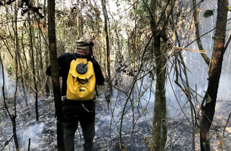 Entenda por que SP fechou a Mata Santa Tereza e outras 79 unidades de conservação para prevenir queimadas