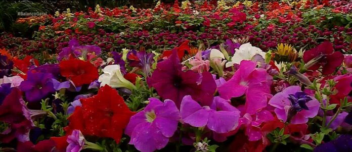 Primavera começa hoje! Primavera começa hoje!