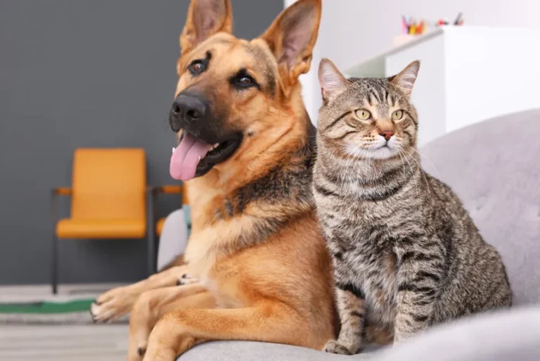 Casa dos Animais realiza evento sobre prevenção cardiológica e haverá avaliação gratuita; Saiba mais