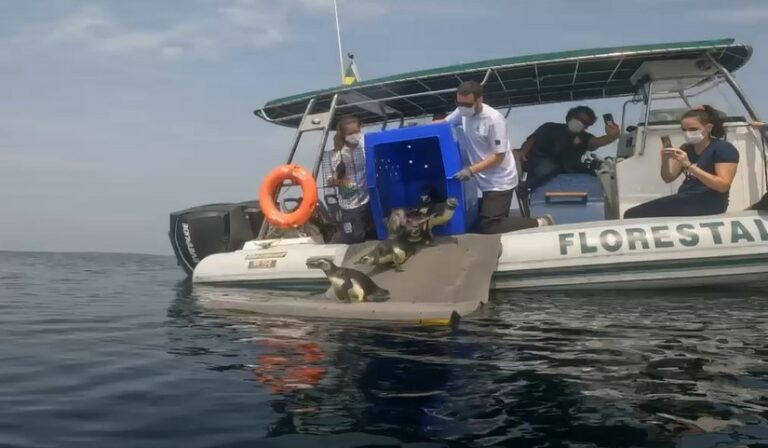 Pinguins e um lobo marinho foram devolvidos à natureza após tratamento no litoral