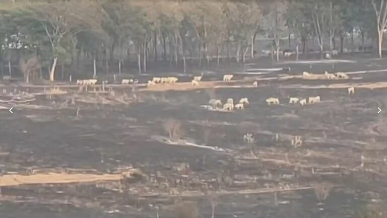 Incêndio destrói mil hectares de área rural no interior de SP