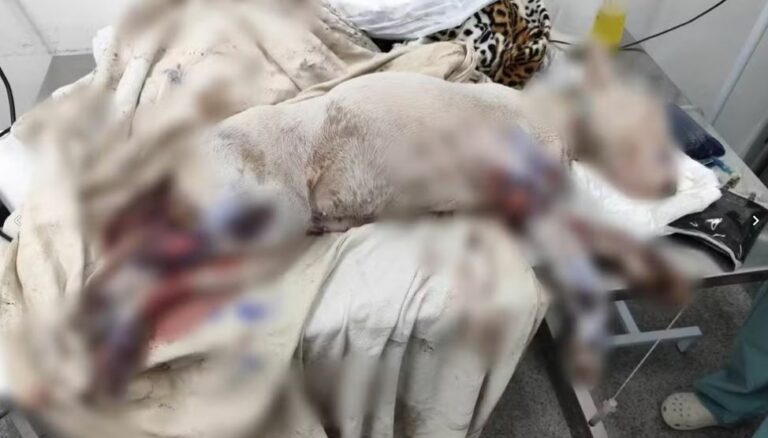 Dono de cachorro é multado em R$ 6 mil por maus-tratos em Araçatuba