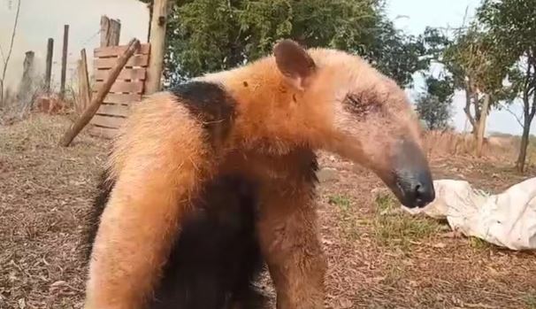 Tamanduá-mirim é resgatado após ataque de cães em Castilho