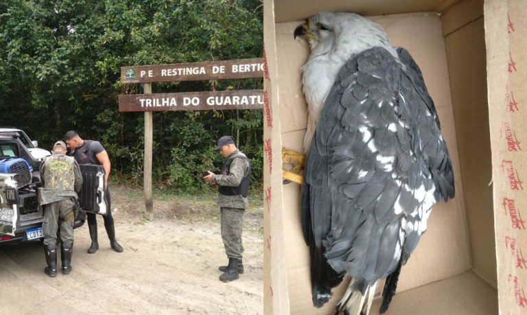 Gavião-pombo-pequeno é salvo por guardas ambientais de Bertioga 