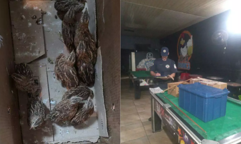 Dono de adega com bebidas falsificadas, máquinas de jogos de azar, e outras irregularidades é preso em Santos