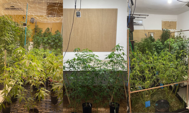 Fez ‘curso’ no exterior: Traficante é preso com plantação de maconha em casa do litoral de SP