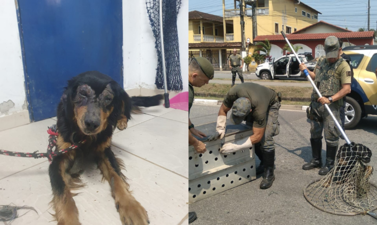 Cachorro ferido é resgatado por guardas civis e ambientais em canal de Bertioga