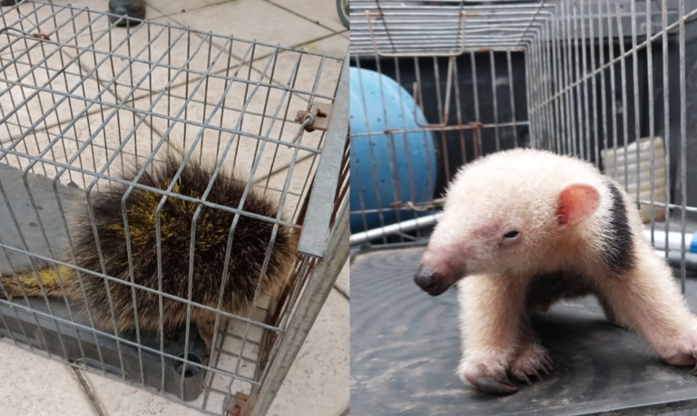 Animais silvestres são resgatados por guardas ambientais de Bertioga