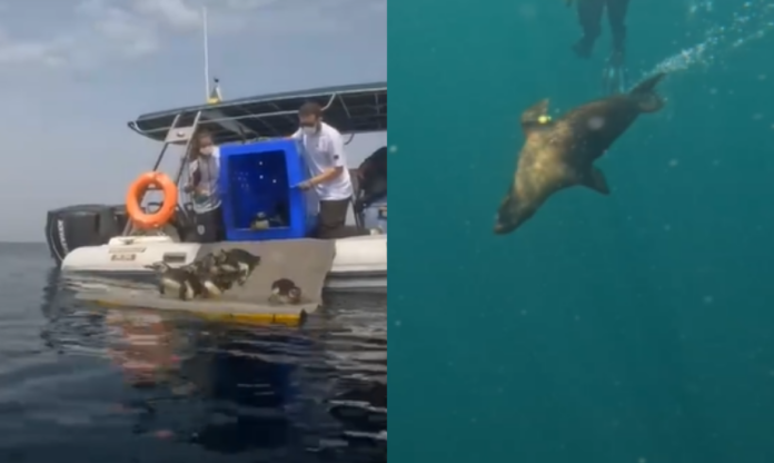 pinguins e lobo marinho