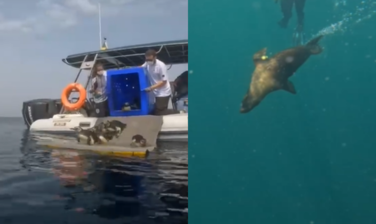 Lobo-marinho e pinguins são soltos em Santos após meses de reabilitação; Veja os vídeos