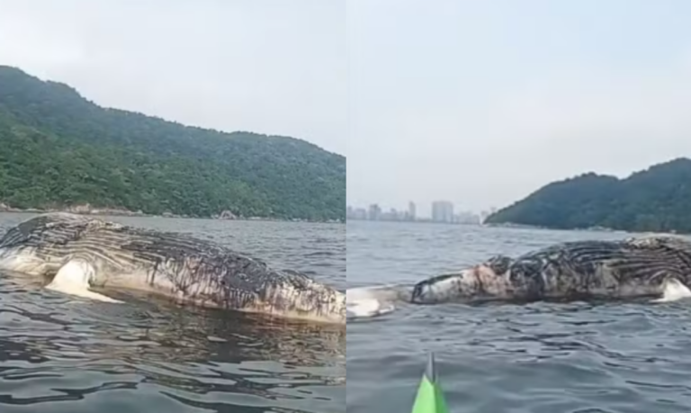 Baleia-jubarte morta é encontrada em Guarujá; VÍDEO