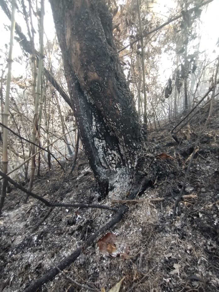 Foco de incêndio volta a ficar ativo em São Bento do Sapucaí