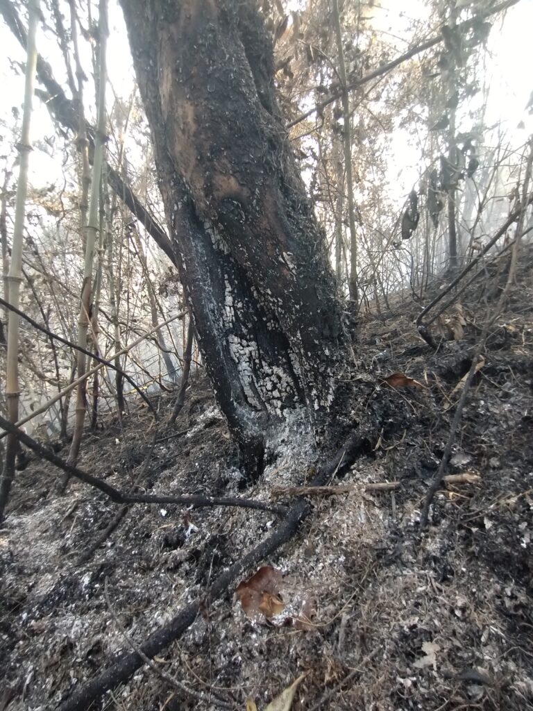 Foco de incêndio volta a ficar ativo em São Bento do Sapucaí