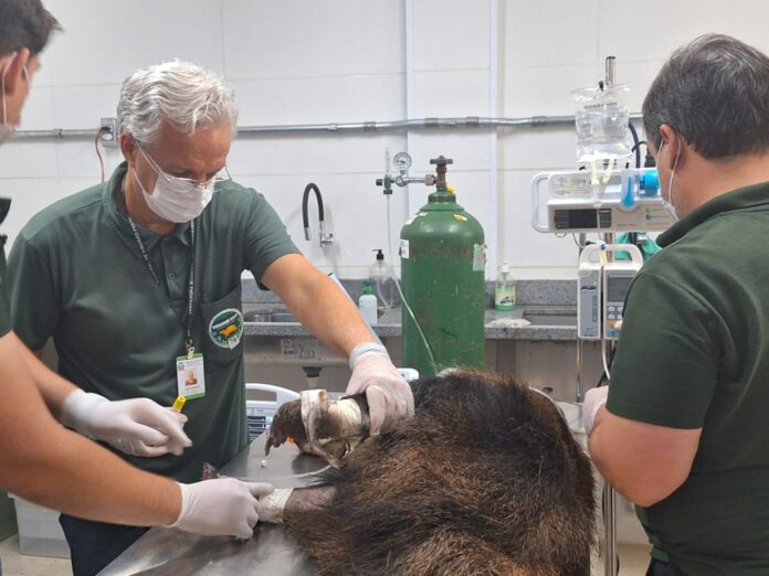 Centros de reabilitação da região recebem animais vítimas das queimadas