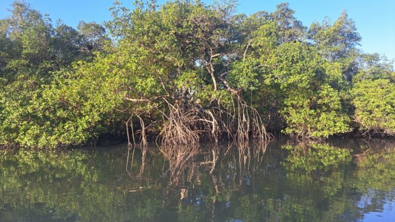 Fundação Florestal contrata serviço de remoção de espécie exótica no estuário de Cubatão