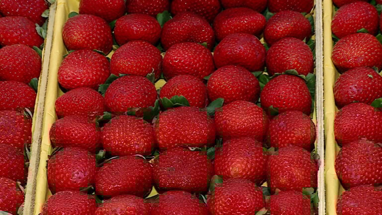 Começa hoje a 42° Festa do Morango da cidade de Atibaia