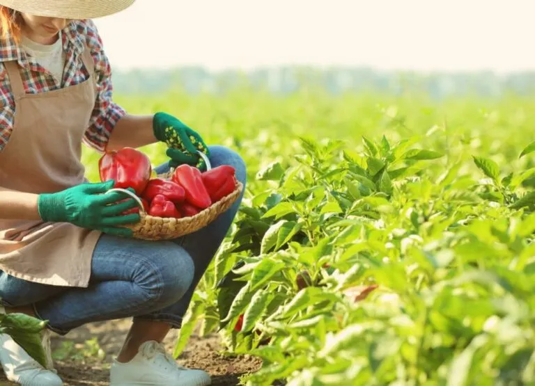 Circuito Paraíba Agronegócios destaca programação desta sexta-feira (27) com feiras em Lucena e Sumé