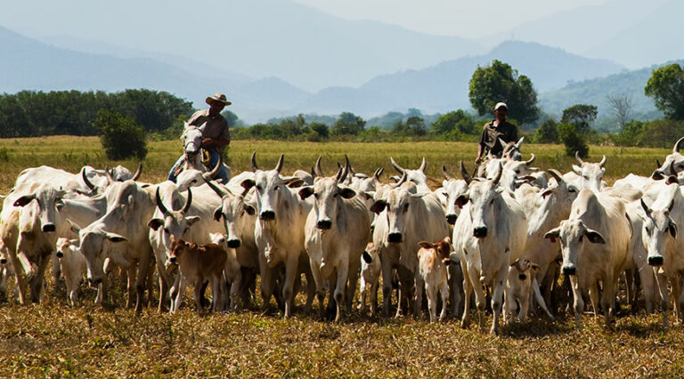 Rebanho bovino bate novo recorde e é 12,7% maior do que a população no Brasil