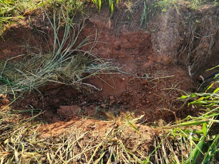 Ossada humana é encontrada em canavial onde Victória foi morta, em Charqueada