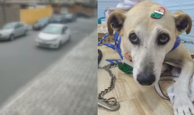 Tutor de cachorro atropelado duas vezes em Praia Grande morre dois dias depois do animal