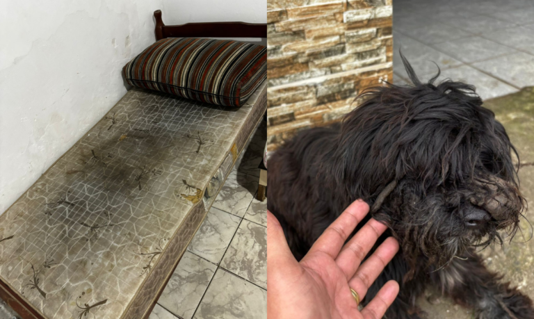 Dona de casa de repouso clandestina é presa por maus tratos a seis idosos e animais em Itanhaém; VÍDEO