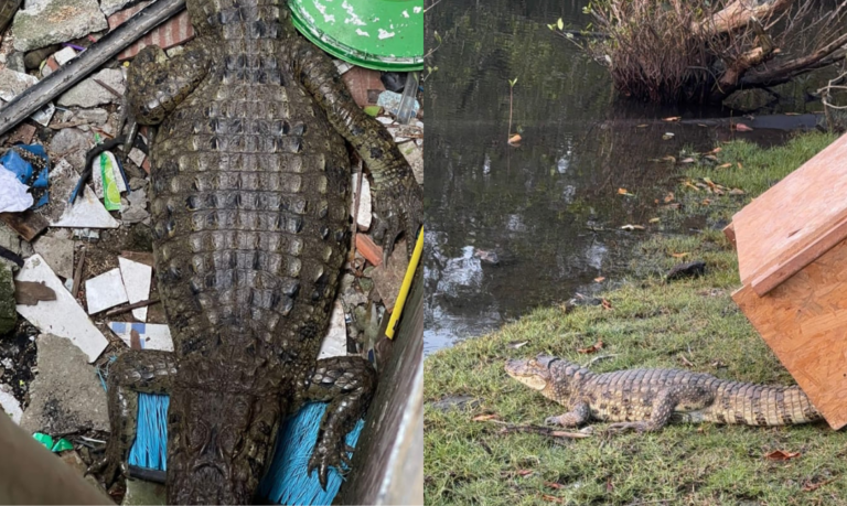 Morador de São Vicente é surpreendido com jacaré em quintal de casa
