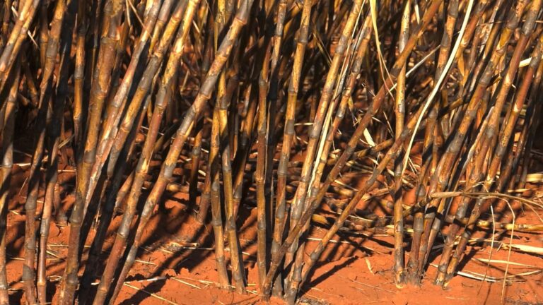 Mais de 100 mil hectares queimados e prejuízo de R$ 800 milhões: Organização faz levantamento das áreas impactadas pelos incêndios