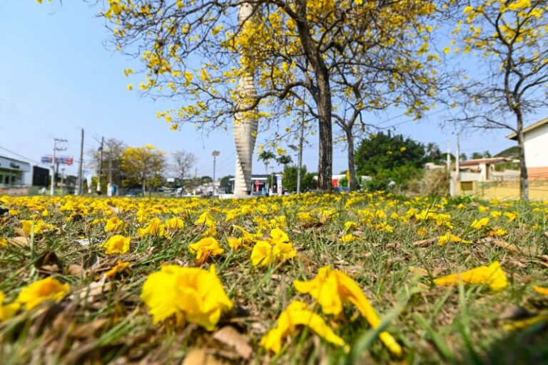 Árvores nativas da região estão espalhadas em diversas áreas da cidade, como no Largo do Rosário e no corredor do BRT