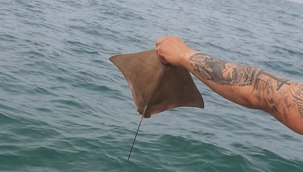 WhatsApp Image 2024-09-10 at 07.44.03 Raia em perigo de extinção é resgatada no Litoral Norte de SP