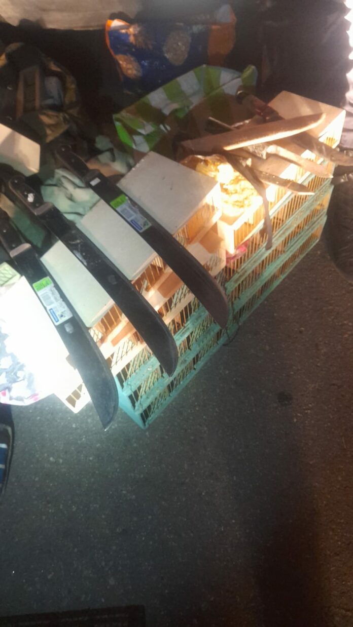 Homem é preso por traficar aves silvestres em Campinas