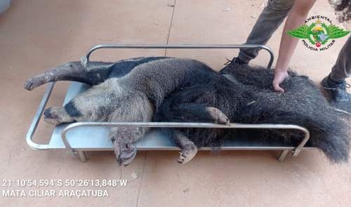 Tamanduá-bandeira é resgatado pela Polícia Ambiental após incêndio em Braúna