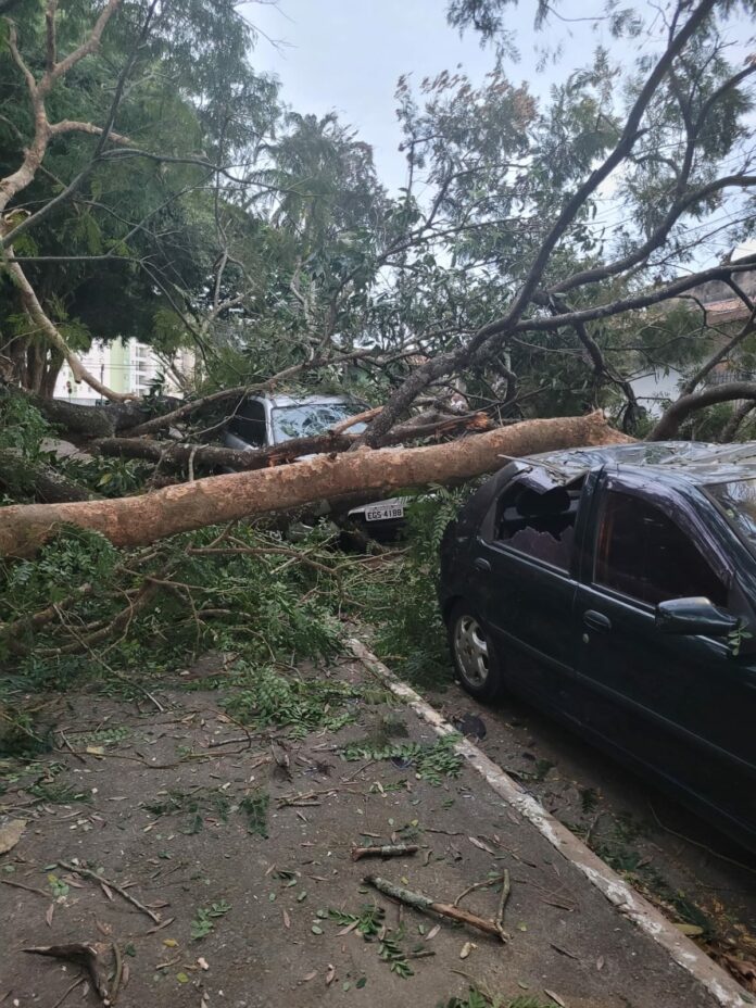 Árvore de grande porte cai e atinge três carros em São José dos Campos