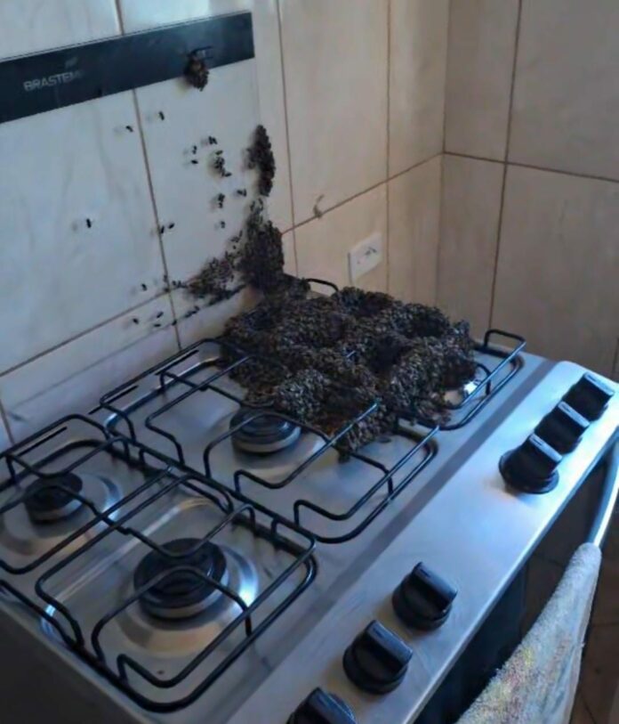 VÍDEO: Abelhas invadem casa em Taubaté VÍDEO: Abelhas invadem casa em Taubaté