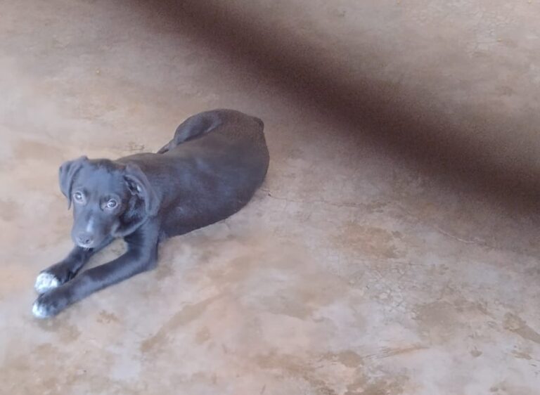 Com 150 cães, Divisão de Bem-Estar Animal realiza evento de adoção em Ribeirão Preto