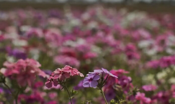 WhatsApp Image 2024-09-19 at 09.52.47