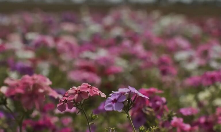 Primavera terá clima seco até meados de novembro, apontam institutos