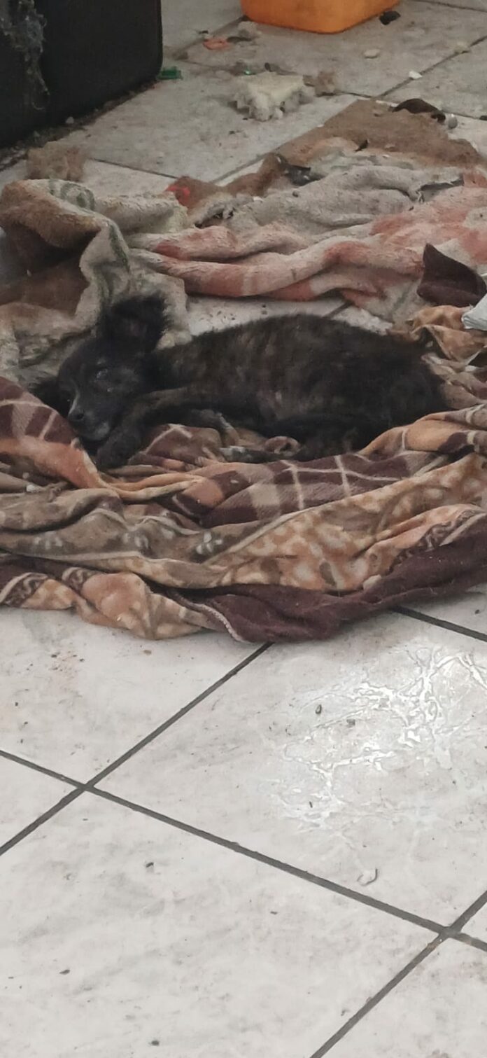 Homem é preso por maus-tratos a 5 cães em Pindamonhangaba