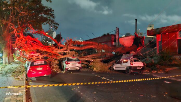 Árvore de grande porte cai e atinge carros no Centro de São José