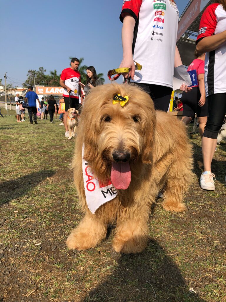 Evento Pet Day marca domingo em Campinas com caminhada de pets e diversão para a família