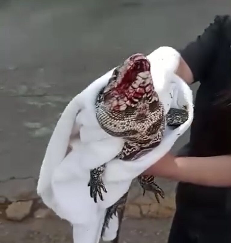 Lagarto é resgatado após atropelamento em Jarinu
