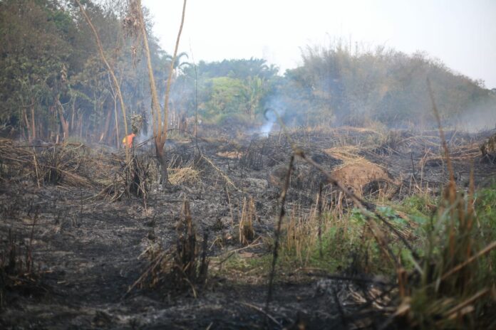 Incêndio em Barão Geraldo mata capivaras e outros animais