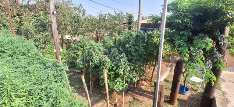 Polícia Civil apreende grande produção de maconha em Itupeva