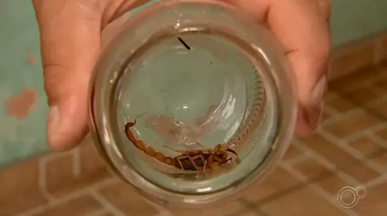 Regiões de Rio Preto e Araçatuba concentram 30% dos acidentes com escorpiões em SP