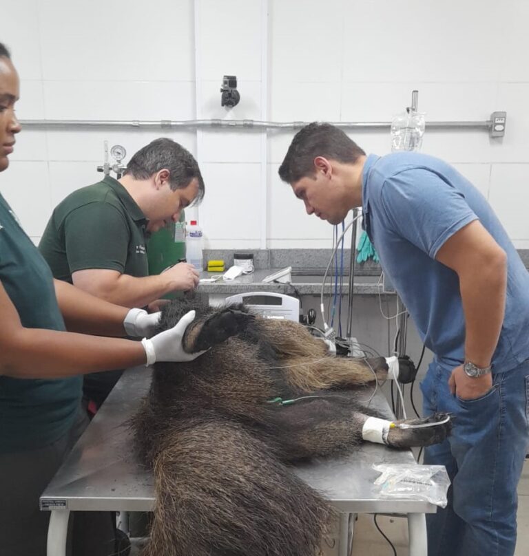 SP monta rede de atendimento para animais silvestres vítimas das queimadas; entenda a medida na prática