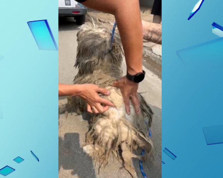 Mulher é presa em Sumaré por maus-tratos a cachorro